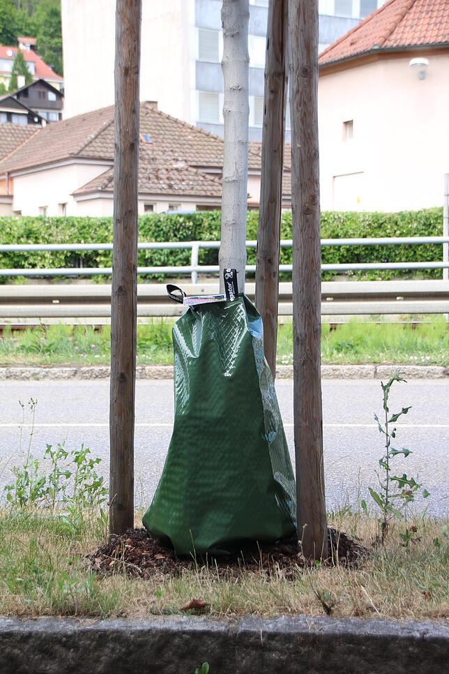 Das Wasser tropft langsam aus dem Sack und durchfeuchtet die Baumscheibe.
