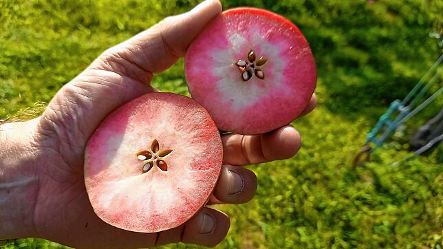 Innen hui, geschmacklich noch nicht: Dieser rotfleischige Apfel, der etwa unter dem Namen Kissabel vermarktet wird, ist noch nicht reif.