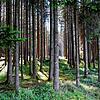 Die kleinteilige Struktur im Privatwald macht eine sinnvolle Waldbewirtschaftung stellenweise kaum möglich. Die Gemeinde möchte dem mit ...
