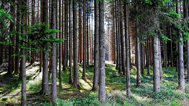 Die kleinteilige Struktur im Privatwald macht eine sinnvolle Waldbewirtschaftung stellenweise kaum möglich. Die Gemeinde möchte dem mit ...