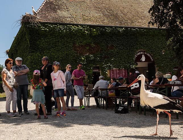 Eine besondere Attraktion des Affenbergs in Salem war der Storch Peter. Er wurde 33 Jahre alt und war sehr zahm und neugierig. Auf dem ...