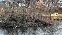 Spuren des Bibers sind am Dorfweiher in Tennenbronn nicht zu übersehen &ndash; hier Aufnahmen von Anfang Januar. Das sorgt aber nicht ...