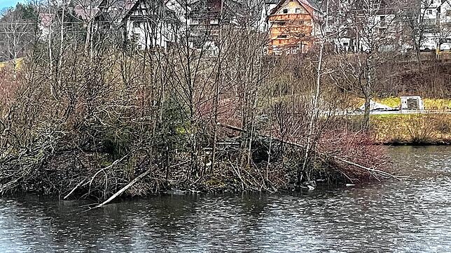 Spuren des Bibers sind am Dorfweiher in Tennenbronn nicht zu übersehen &ndash; hier Aufnahmen von Anfang Januar. Das sorgt aber nicht ...