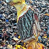 Sauber gedrechselt. Diesen Baum an der Brigach hat der Biber gleich an zwei Stellen angeknabbert.