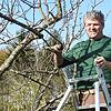 Richtige Baumpflege: Edgar Koller, Gartenbauexperte und Vorsitzender der Fachwartevereinigung Hochrhein.