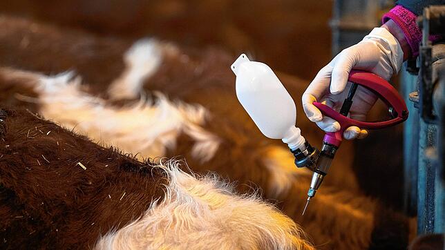 Eine Veterinärin impft Rinder (Symbolbild).