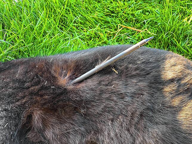 Eine Katze wurde von einem Pfeil getroffen und musste daraufhin erlöst werden. Die Polizei sucht nun Zeugen.