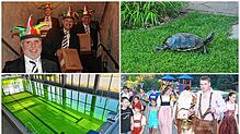 Wissen Sie, was bei der Kuhschisslotterie ppassiert ist oder weshalb die Schildkröte Olga in unserem Jahresrückblick-Quiz erwähnt wird? ...