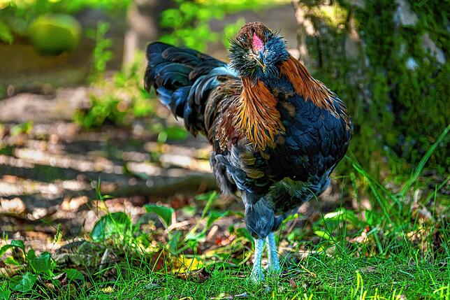 Das Appenzeller Barthuhn gehört zu den seltenen Nutztierarten im Zoo Zürich.