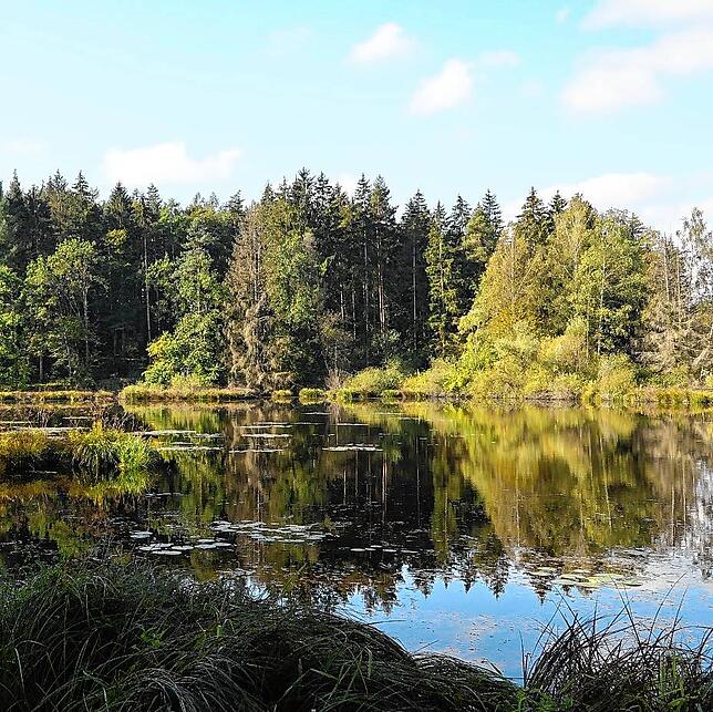 Das Dingelsdorfer Ried ist ein Naturidyll und lädt zur Entspannung und inneren Einkehr ein.