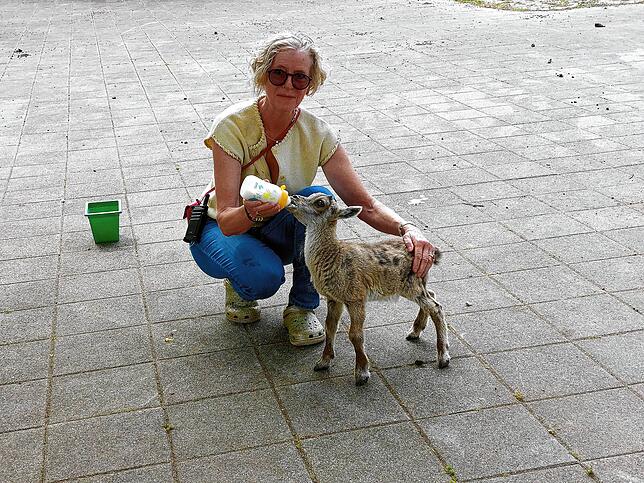 Martina Schleith, Leiterin des Wild- und Freizeitparks in Allensbach, agiert selbst als Ziehmama für das Steinbockbaby Helmut. Dessen ...