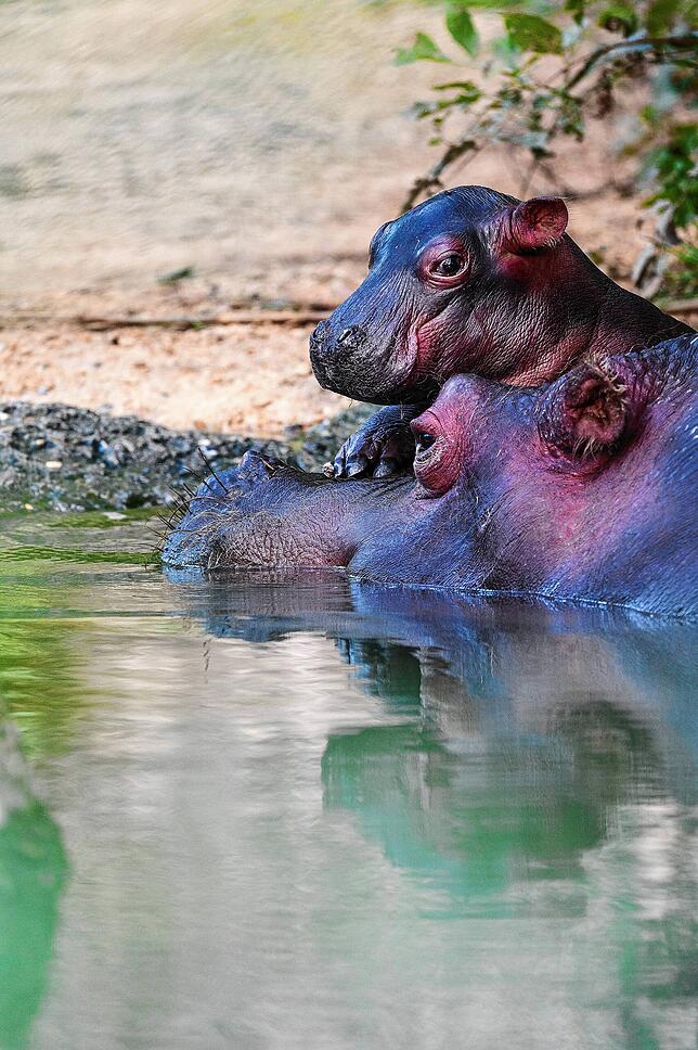 Bild 4: Nachwuchs im Zoo: So putzig ist das neugeborene Flusspferd-Baby in Basel