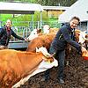 Anja Kluge und Ingolf Gössel inmitten der kleine Hinterwälder Herde, die sie im Zuge der vertraglichen Verpflichtung im Kaufvertrag des ...