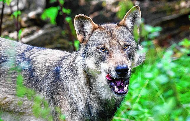 Ein Wolf macht im März einen Abstecher in die Bodensee-Region. Im Raum Stockach und auf der Höri wird er gesichtet.