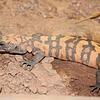 Neu: Die Gila-Krustenechse (Heloderma suspectum) aus Arizona in den USA, die einzige Gift produzierende Echse.