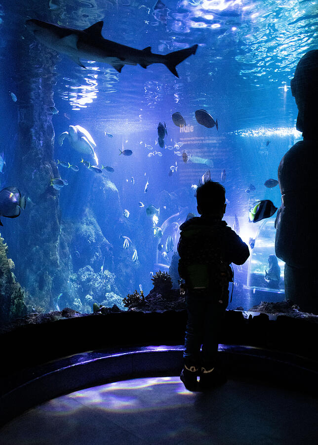 Bild 3: Verborgenes Konstanz: Wie ein Team von Aquaristen im Sea Life eine künstliche Unterwasserwelt zum Leben erweckt
