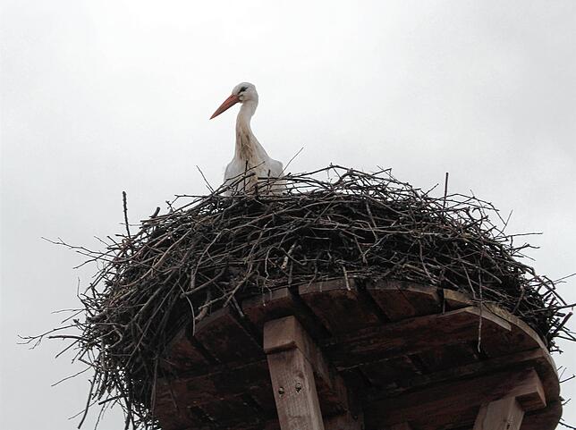 Der Storch bleibt lange im Nest sitzen. Erst kurz bevor der Korb des Krans auf Augenhöhe ist, fliegt er eilig davon.
