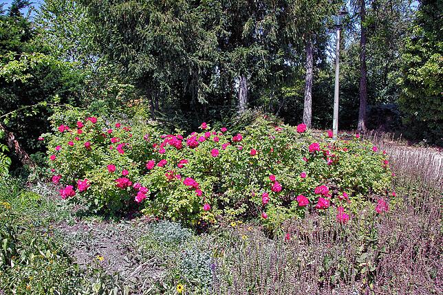 Bild 15: Bilder vom Villinger Hubenloch und dem Rosengarten