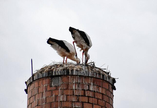 Bild 7: Penthaus mit Industrieblick: Zwei Störche wohnen auf einem Kamin der Alu Stockach