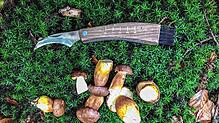Junge Maronen-Röhrlinge liegen neben einem Pilzmesser im feuchten Moos in einem Waldstück.