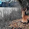 Angenagter Baum an den Schwakenreuter Seen