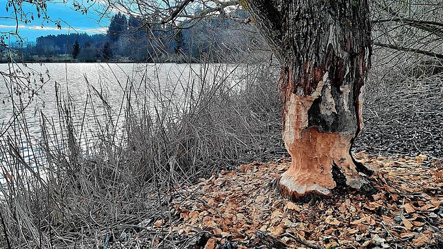Angenagter Baum an den Schwakenreuter Seen