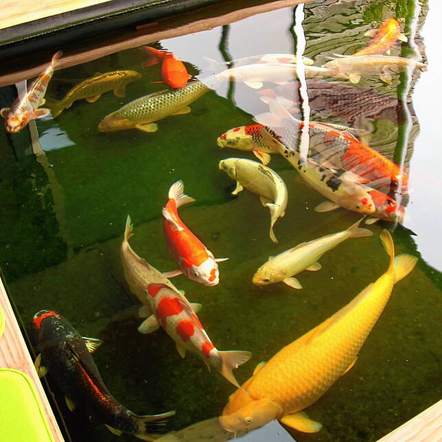 Buntes Allerlei mit beruhigender Wirkung. Koi sind Friedfische. Sie kommen gut miteinander aus.
