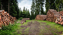 Mit dem Holzverkauf aus dem eigenen Wald erwirtschaftete Bernau im Jahr 2023 einen Überschuss in Höhe von 84.000 Euro. Symbolbild: ...