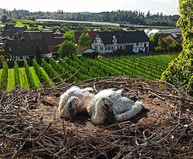 Schlafplatz mit Ausblick: das Storchennest bei Ittendorf.