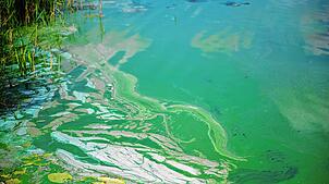Blaualgen auf der Wasseroberfläche eines Sees. Schwimmer sollten solche Wasserflächen meiden.