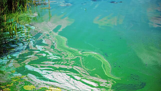 Blaualgen auf der Wasseroberfläche eines Sees. Schwimmer sollten solche Wasserflächen meiden.
