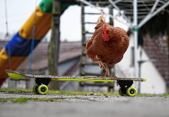 Und am Ende triumphiert auf dem Skateboard – nicht der hochmütige Hahn, sondern die geschickte Henne.