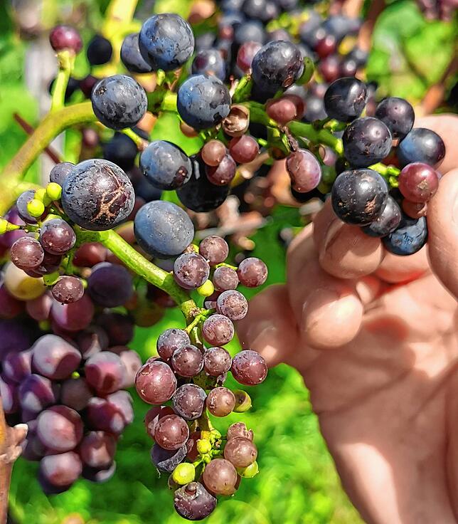 Wegen des nasskalten Wetters während der Blütezeit sind die Beeren des Spätburgunders unterschiedlich groß und unterschiedlich reif.