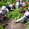 Eine Kindergartengruppe erhält eine Lehrstunde in Sachen Gärtnern. Das urban Gardening ist seit einigen Jahren zu einer regelrechten ...