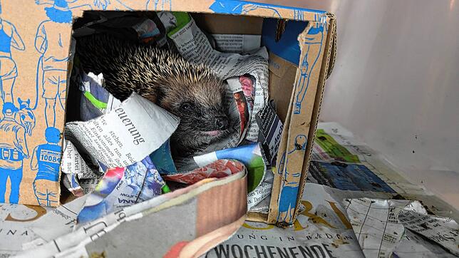 Ein Igel schaut aus seinem Häuschen.