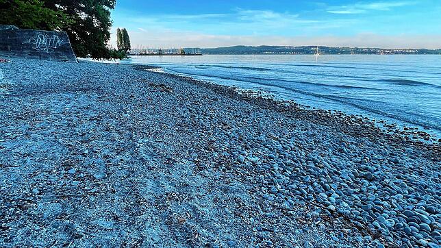 Der niedrige Wasserstand führt inzwischen dazu, dass am Konstanzer Hörlepark ein kleiner Strand zum Vorschein kommt.