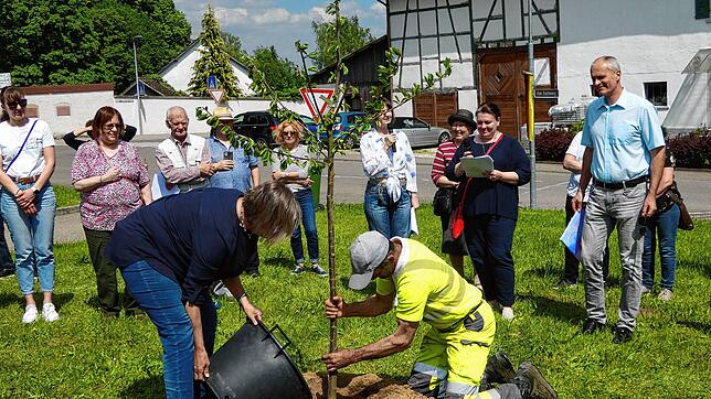 Ein Baum als Symbol des ukrainischen Dankes: Michaela Schmidt von der Stadtverwaltung und Ralf Reger vom Bauhof setzen den Kirschbaum in ...