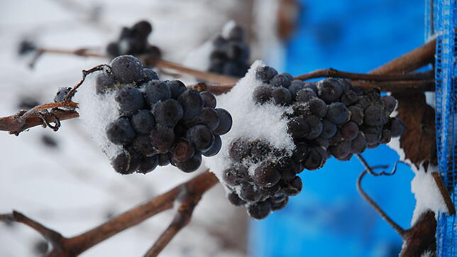 Um Eiswein ausbauen zu können, müssen die gesunden Trauben vollständig durchfroren sein.