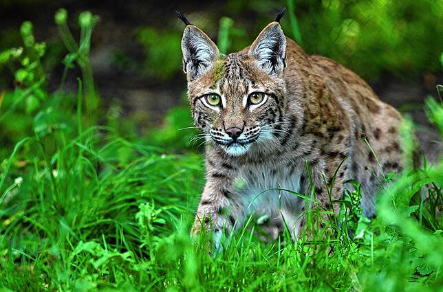Ein Luchs in einem Gehege des Wildkatzendorf (Symbolbild).