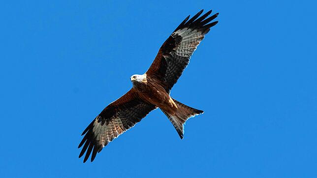 Ein Rotmilan kreist am Himmel (Symbolbild). Naturschützer warnen oft vor der Gefahr durch Windkraftanlagen für die Vögel.