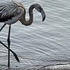 Ungewöhnlicher Gast am Titisee: Ein junger Flamingo schreitet am Freitag, 5. September, den Uferbereich entlang.