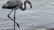 Ungewöhnlicher Gast am Titisee: Ein junger Flamingo schreitet am Freitag, 5. September, den Uferbereich entlang.
