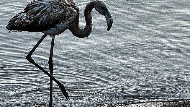 Ungewöhnlicher Gast am Titisee: Ein junger Flamingo schreitet am Freitag, 5. September, den Uferbereich entlang.