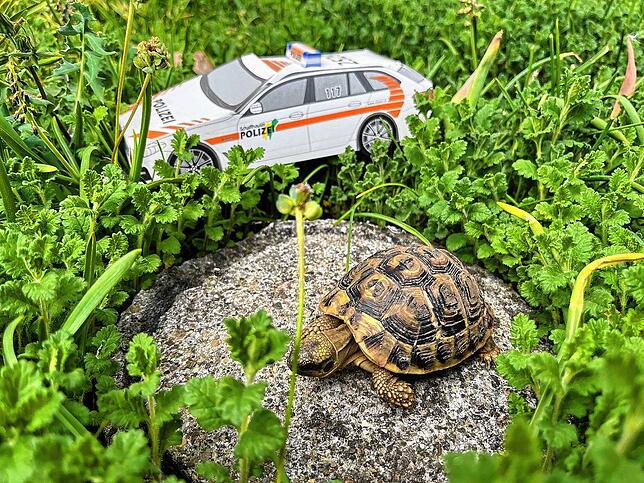 Fünf Jahre war die Schildkröte unterwegs, bis sie von einem Passanten gefunden wurde.