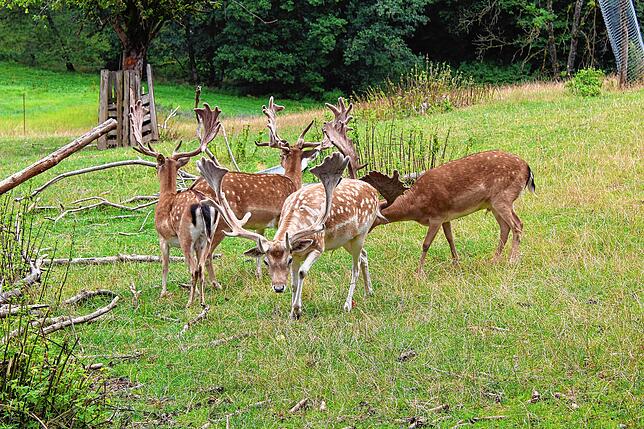 Neben Rotwild gibt es auf dem Wildtierhof Hildegrund in Winterspüren auch Damwild.