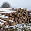 Ende des Jahres werden Leibertingens Revierförster Christoph Möhrle und seine Mitarbeiter wohl 7000 Festmeter Holz aus dem Gemeindewald ...