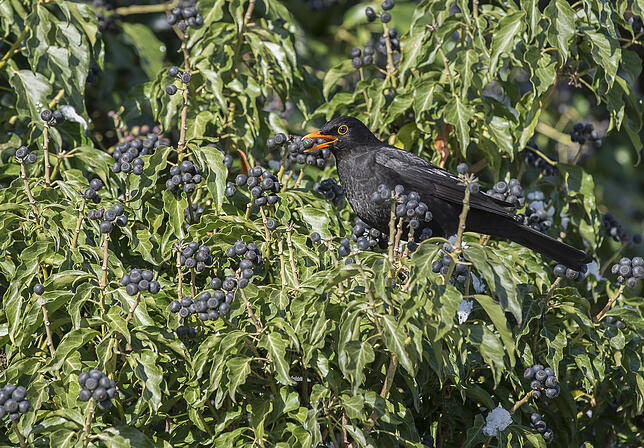 Natürliches Vogelfutter: Alternativ können Gartenbesitzer auch Wildkräuter, Hecken oder andere Gewächse anpflanzen. Diese produzieren ...