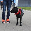 Labradorhündin Momo beherrscht mehrere Hundert Kommandos. Trotz ihrer elf Jahre ist sie immer noch topfit.