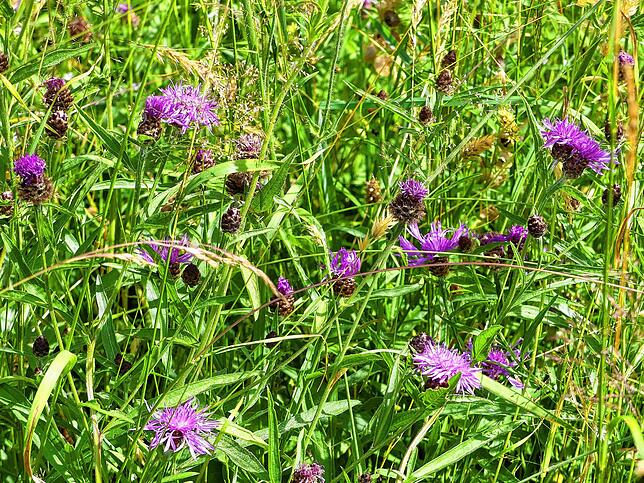 Witwenblumen und Flockenblumen blühen in kräftigen Flieder- und Violett-Tönen zwischen hohen Gräsern.