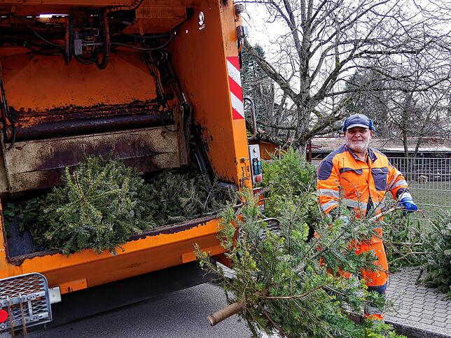 (Archivbild) Micheal Kofler, Mitarbeiter der Entsorgungsbetriebe Konstanz (EBK), wirft in Staad einen ausgedienten Christbaum ins ...